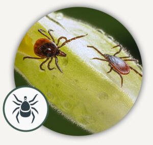 ziekte van lyme - Claudia Kas Specialist in het Natuurlijk behandelen van Lyme en co-infecties